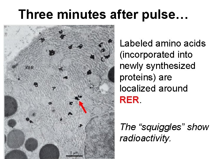 Three minutes after pulse… Labeled amino acids (incorporated into newly synthesized proteins) are localized