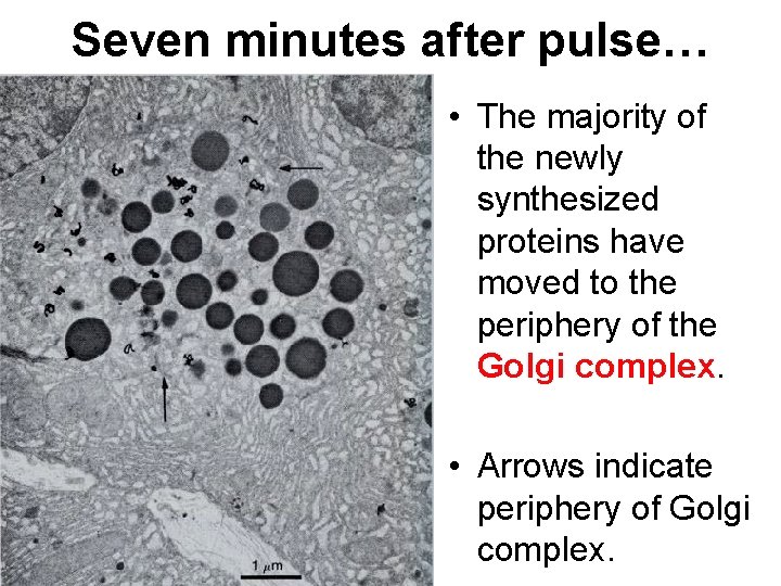 Seven minutes after pulse… • The majority of the newly synthesized proteins have moved