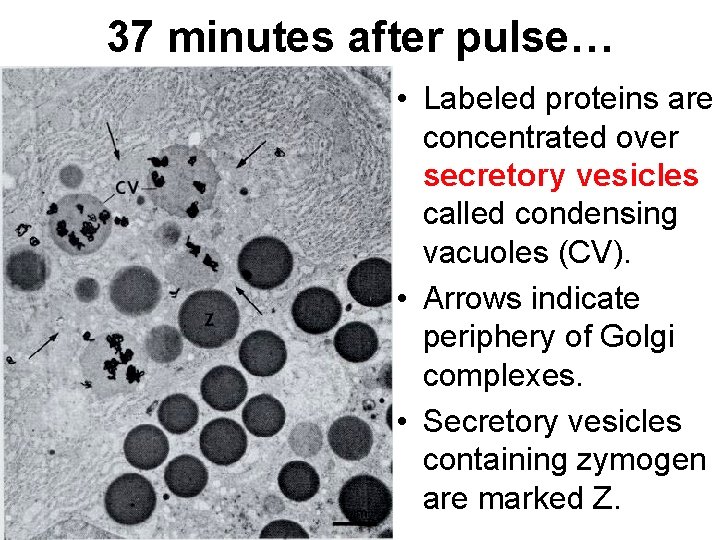 37 minutes after pulse… • Labeled proteins are concentrated over secretory vesicles called condensing