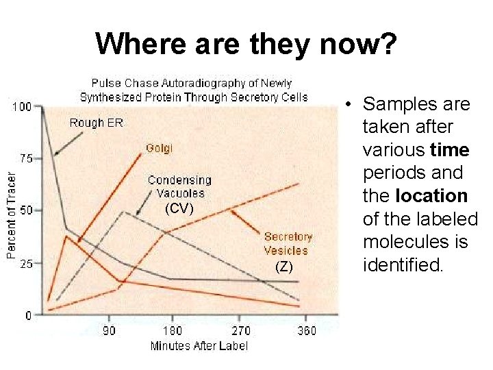 Where are they now? (CV) (Z) • Samples are taken after various time periods