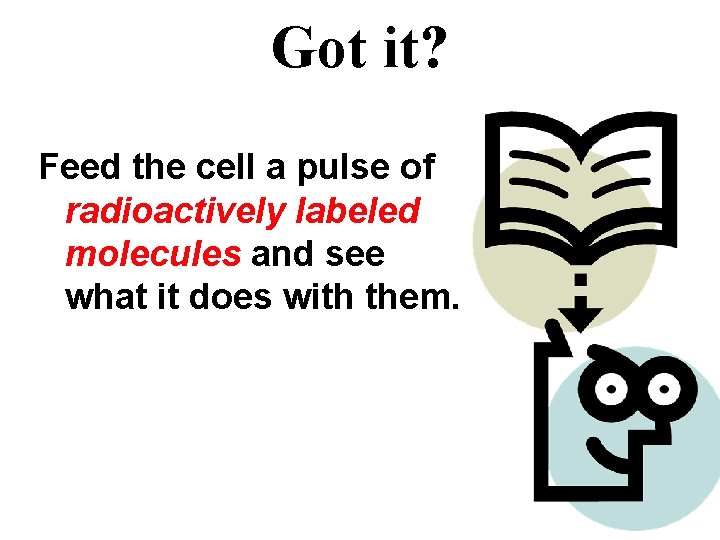 Got it? Feed the cell a pulse of radioactively labeled molecules and see what