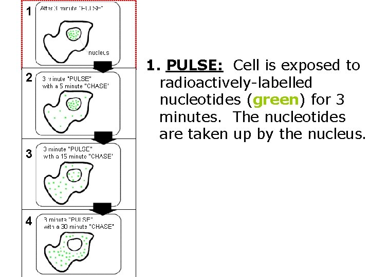 1 2 3 4 1. PULSE: Cell is exposed to radioactively-labelled nucleotides (green) for