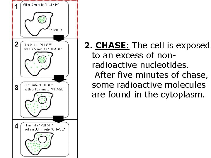 1 2 3 4 2. CHASE: The cell is exposed to an excess of