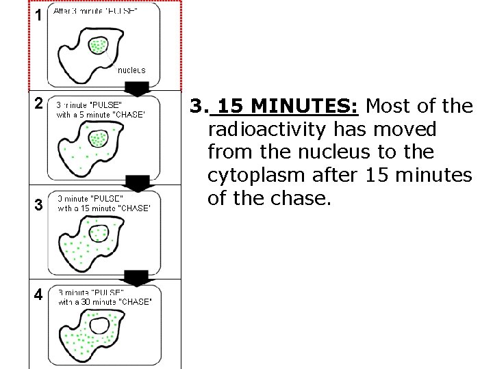 1 2 3 4 3. 15 MINUTES: Most of the radioactivity has moved from