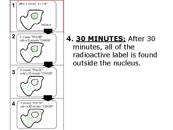 1 2 3 4 4. 30 MINUTES: After 30 minutes, all of the radioactive