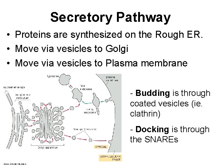 Secretory Pathway • Proteins are synthesized on the Rough ER. • Move via vesicles