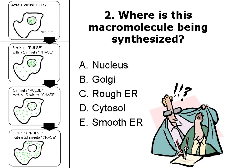 2. Where is this macromolecule being synthesized? A. Nucleus B. Golgi C. Rough ER