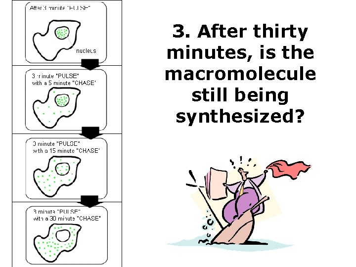 3. After thirty minutes, is the macromolecule still being synthesized? 