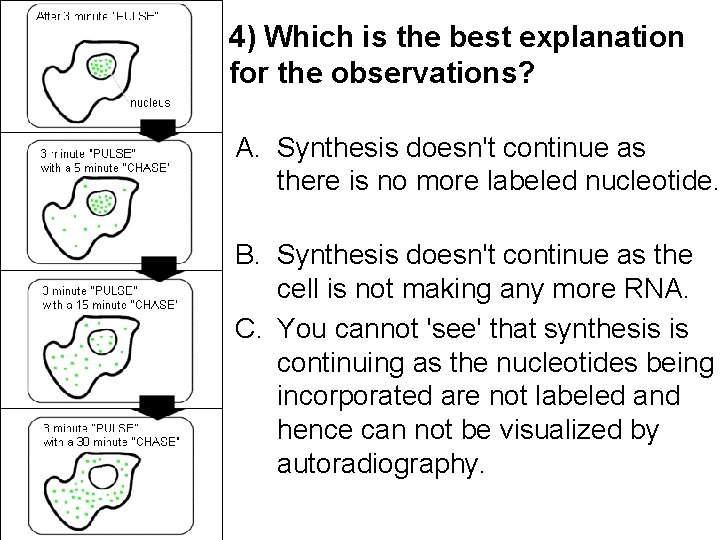 4) Which is the best explanation for the observations? A. Synthesis doesn't continue as