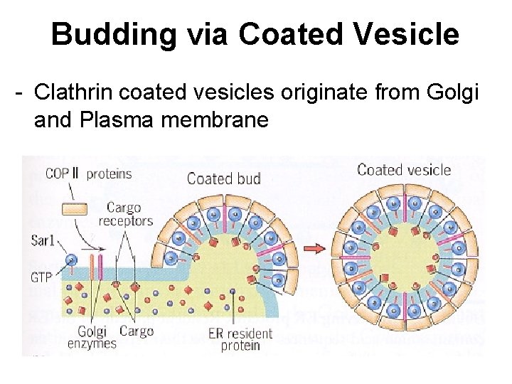 Budding via Coated Vesicle - Clathrin coated vesicles originate from Golgi and Plasma membrane