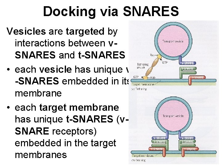 Docking via SNARES Vesicles are targeted by interactions between v. SNARES and t-SNARES •