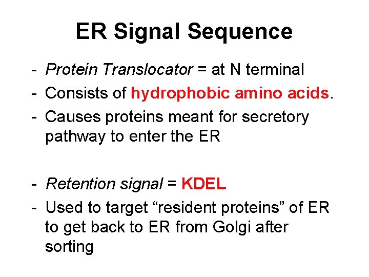 ER Signal Sequence - Protein Translocator = at N terminal - Consists of hydrophobic