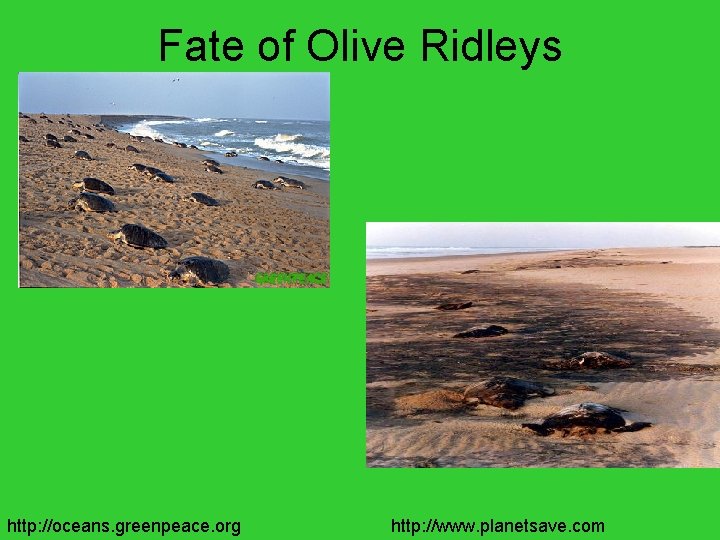 Fate of Olive Ridleys http: //oceans. greenpeace. org http: //www. planetsave. com 
