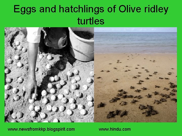 Eggs and hatchlings of Olive ridley turtles www. newsfromkkp. blogspirit. com www. hindu. com