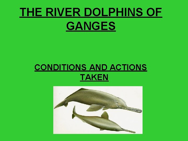 THE RIVER DOLPHINS OF GANGES CONDITIONS AND ACTIONS TAKEN 