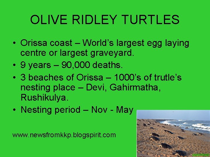 OLIVE RIDLEY TURTLES • Orissa coast – World’s largest egg laying centre or largest