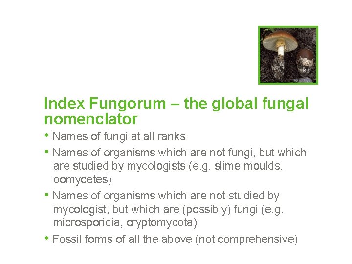 Index Fungorum – the global fungal nomenclator • Names of fungi at all ranks