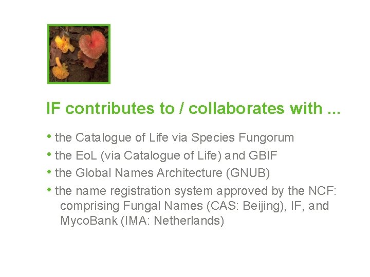 IF contributes to / collaborates with. . . • the Catalogue of Life via