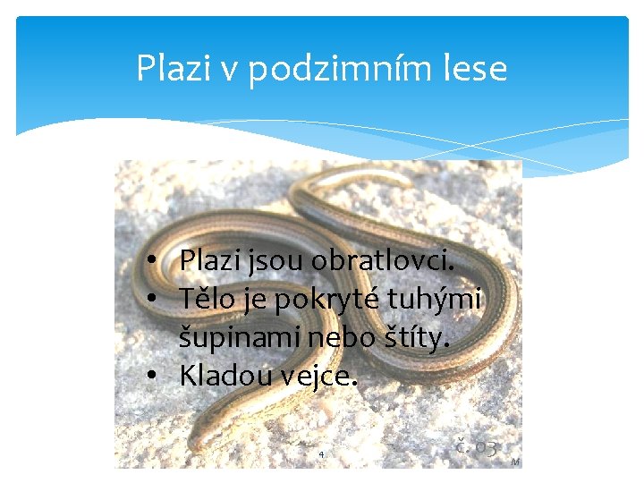 Plazi v podzimním lese • Plazi jsou obratlovci. • Tělo je pokryté tuhými šupinami