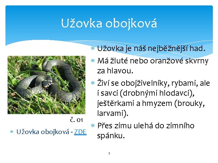 Užovka obojková Užovka je náš nejběžnější had. Má žluté nebo oranžové skvrny za hlavou.