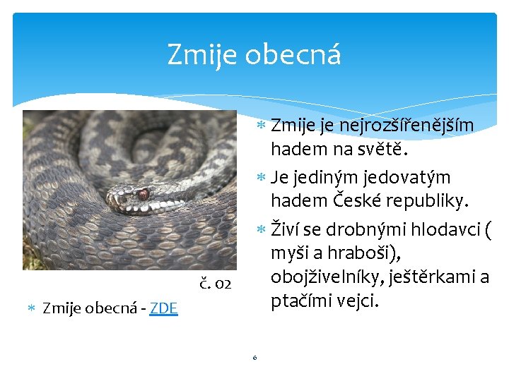 Zmije obecná č. 02 Zmije obecná - ZDE Zmije je nejrozšířenějším hadem na světě.