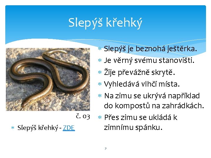 Slepýš křehký Slepýš je beznohá ještěrka. Je věrný svému stanovišti. Žije převážně skrytě. Vyhledává