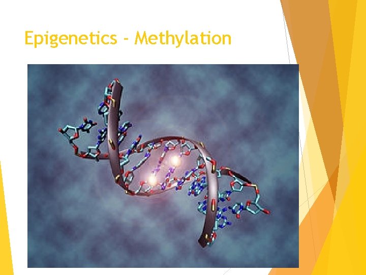 Epigenetics - Methylation 