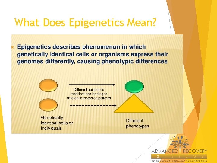 What Does Epigenetics Mean? 