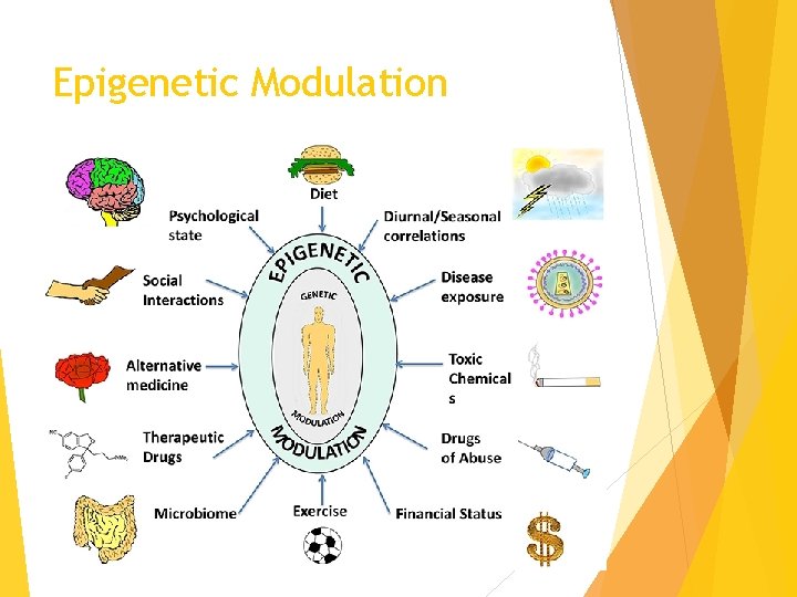 Epigenetic Modulation 