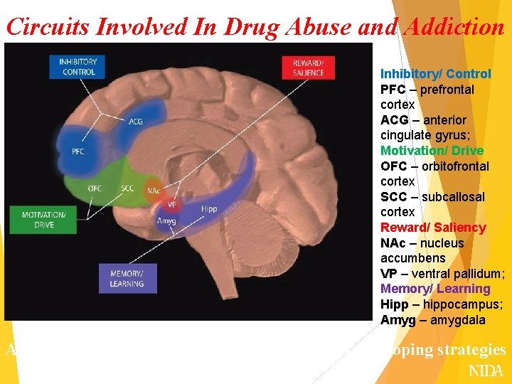 Circuits Involved In Drug Abuse and Addiction Inhibitory/ Control PFC – prefrontal cortex ACG