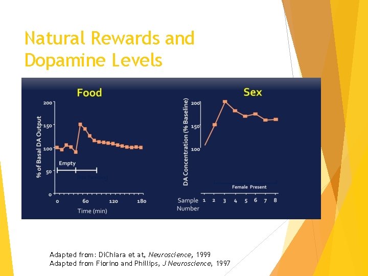 Natural Rewards and Dopamine Levels Adapted from: Di. Chiara et at, Neuroscience, 1999 Adapted