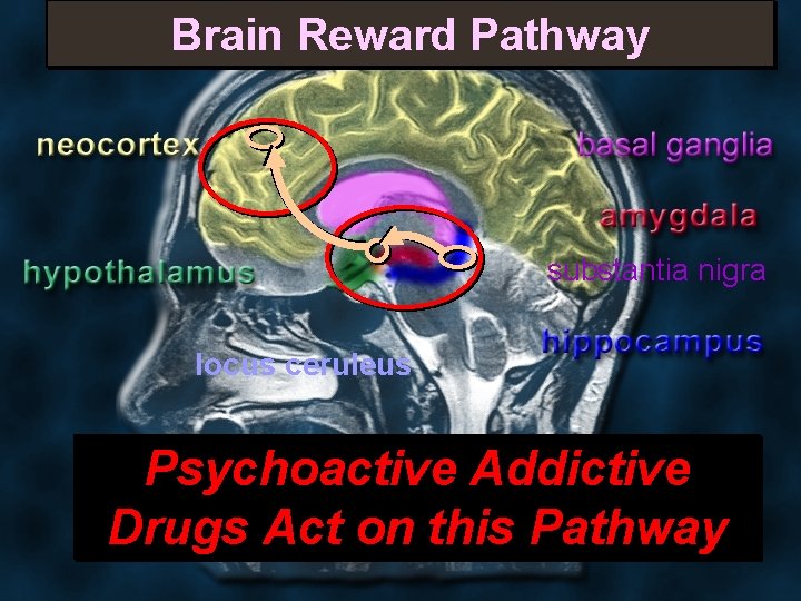 Brain Reward Pathway substantia nigra locus ceruleus Psychoactive Addictive Drugs Act on this Pathway