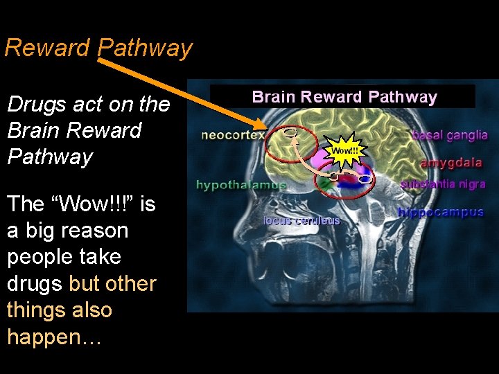 Reward Pathway Drugs act on the Brain Reward Pathway The “Wow!!!” is a big