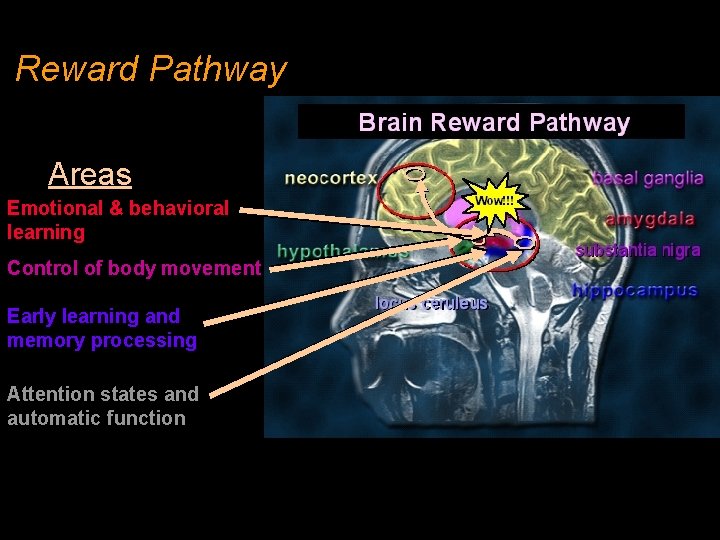 Reward Pathway Areas Emotional & behavioral learning Control of body movement Early learning and