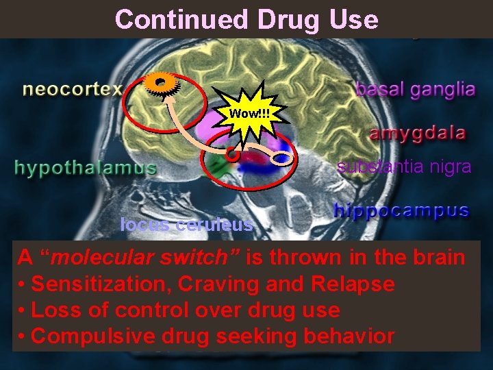 Continued Drug Use Wow!!! substantia nigra locus ceruleus A “molecular switch” is thrown in