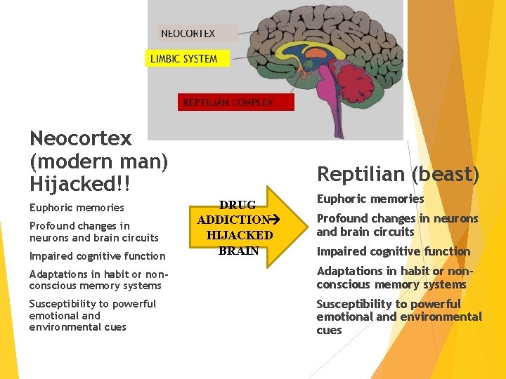 Neocortex (modern man) Hijacked!! Euphoric memories Profound changes in neurons and brain circuits Impaired