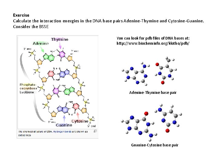 Exercise Calculate the interaction energies in the DNA base pairs Adenine-Thymine and Cytosine-Guanine. Consider