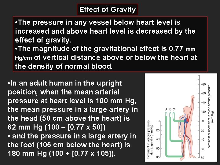 Effect of Gravity • The pressure in any vessel below heart level is increased
