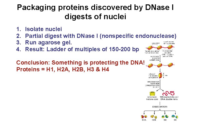 Packaging proteins discovered by DNase I digests of nuclei 1. 2. 3. 4. Isolate