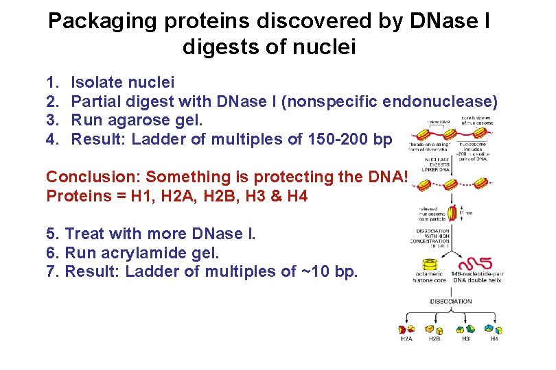 Packaging proteins discovered by DNase I digests of nuclei 1. 2. 3. 4. Isolate