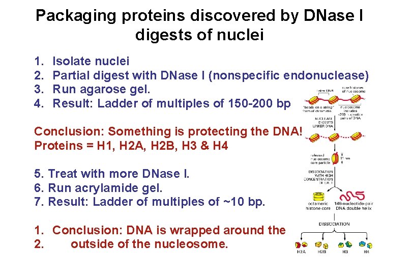 Packaging proteins discovered by DNase I digests of nuclei 1. 2. 3. 4. Isolate