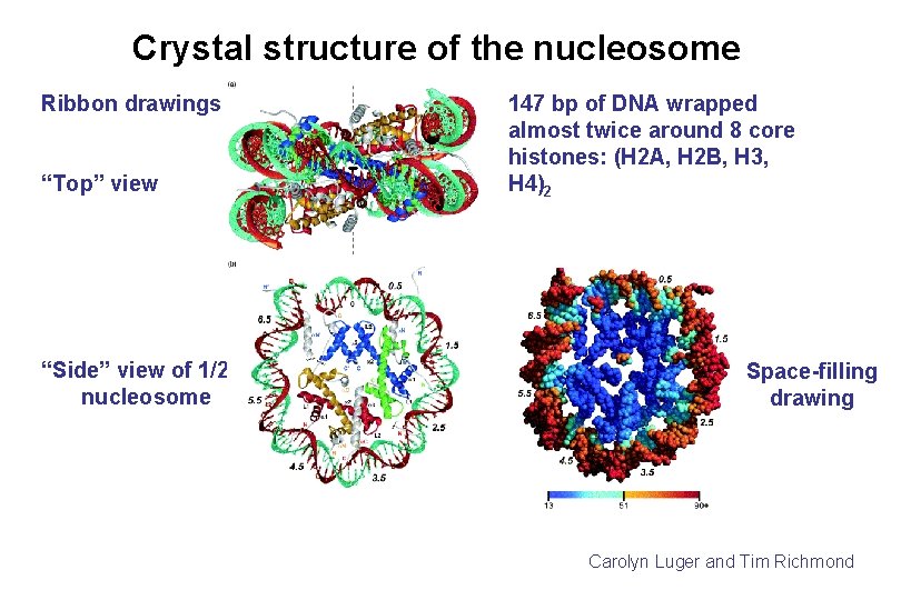 Crystal structure of the nucleosome Ribbon drawings “Top” view “Side” view of 1/2 nucleosome