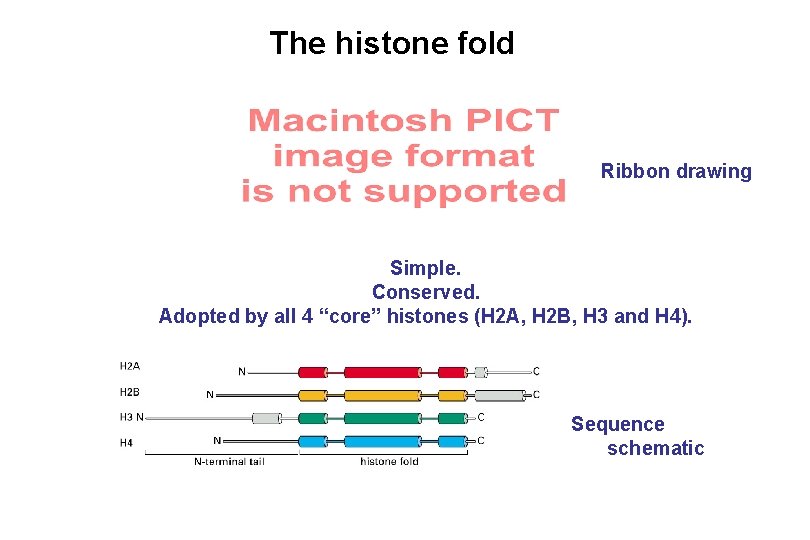 The histone fold Ribbon drawing Simple. Conserved. Adopted by all 4 “core” histones (H