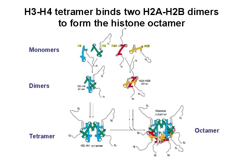 H 3 -H 4 tetramer binds two H 2 A-H 2 B dimers to