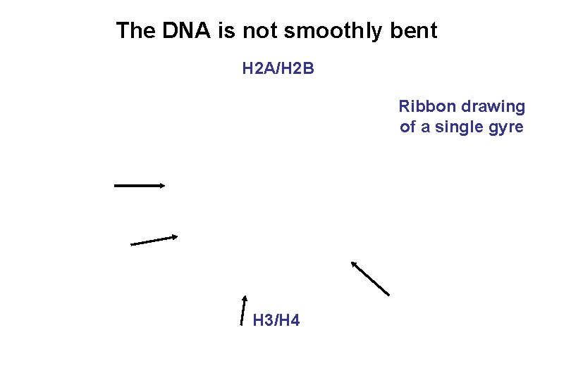 The DNA is not smoothly bent H 2 A/H 2 B Ribbon drawing of