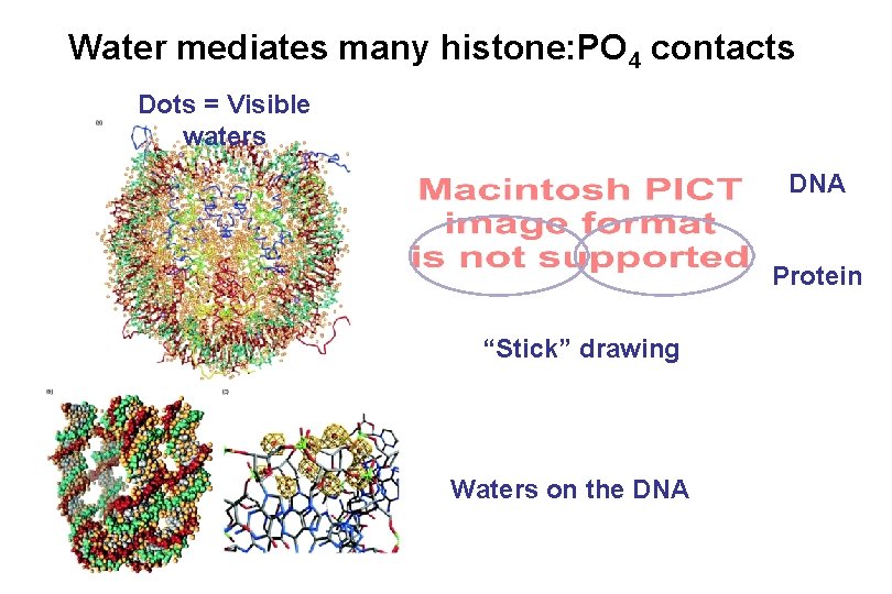 Water mediates many histone: PO 4 contacts Dots = Visible waters DNA Protein “Stick”