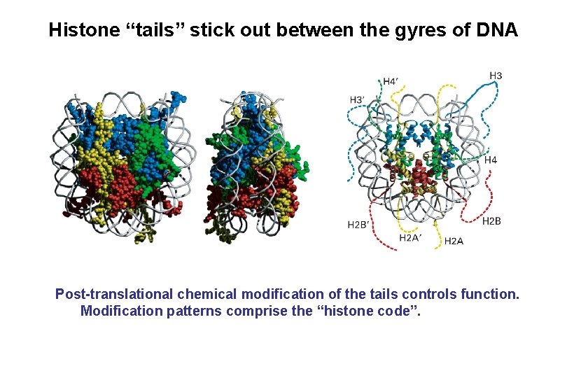 Histone “tails” stick out between the gyres of DNA Post-translational chemical modification of the