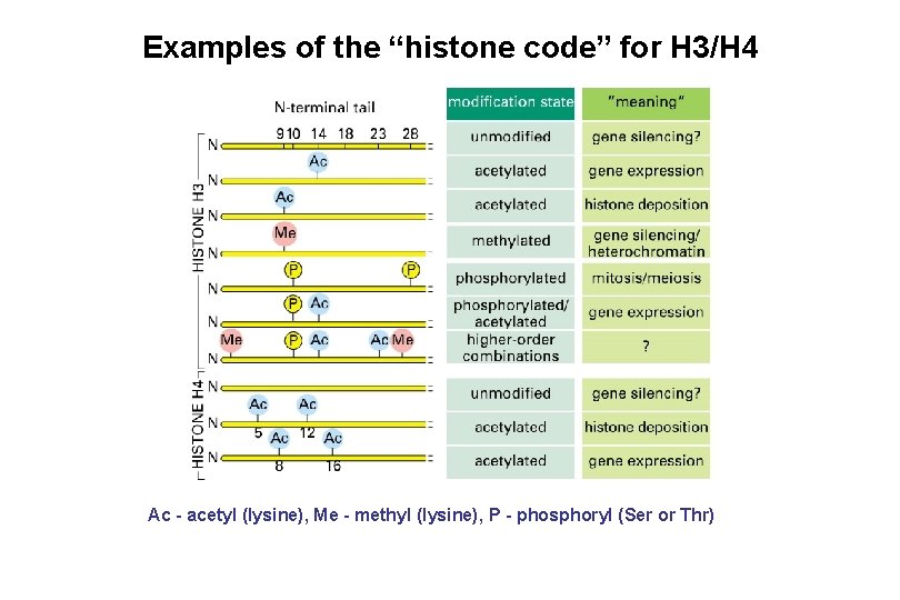 Examples of the “histone code” for H 3/H 4 Ac - acetyl (lysine), Me