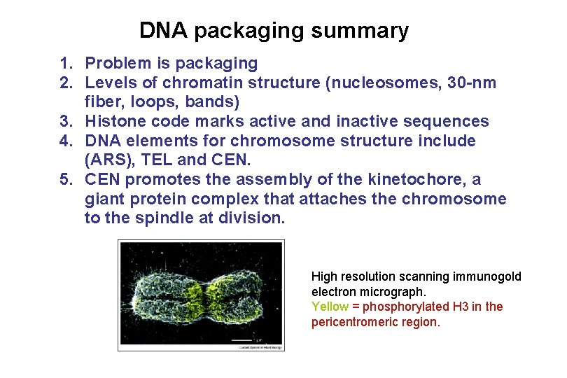 DNA packaging summary 1. Problem is packaging 2. Levels of chromatin structure (nucleosomes, 30