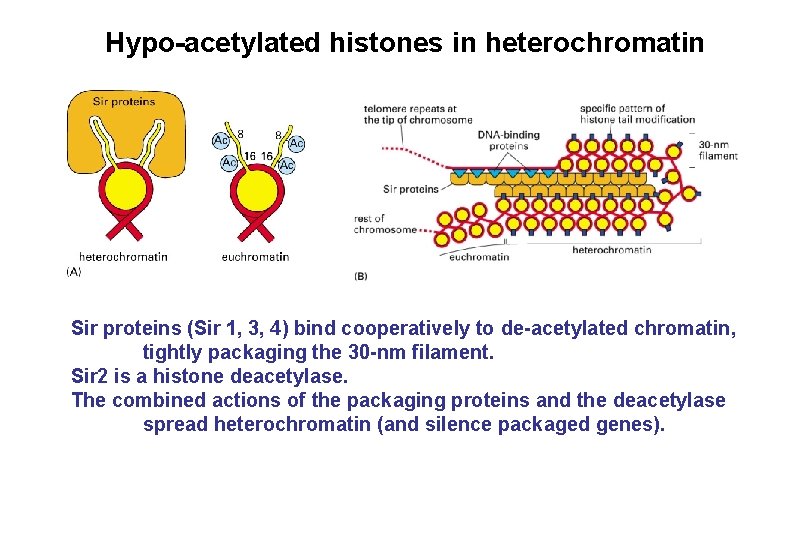 Hypo-acetylated histones in heterochromatin Sir proteins (Sir 1, 3, 4) bind cooperatively to de-acetylated